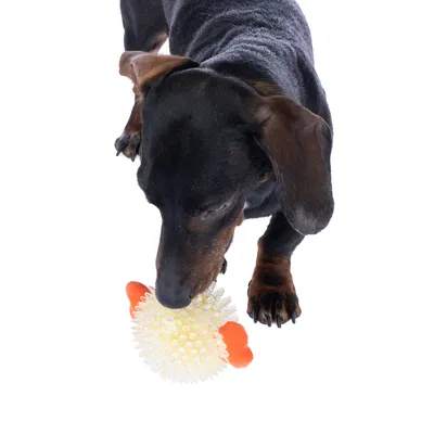 Hund leger med en gul legetøjsbold med knopper og orange detaljer.