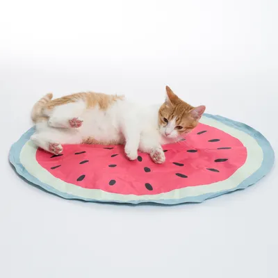 Chat allongé sur un tapis rond en tissu motif pastèque, fond blanc. Le tapis présente des couleurs rouge, vert clair et bleu clair avec des motifs de pépins noirs.