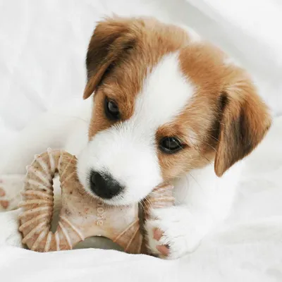Dog with light brown fur lying on white fabric, holding a spiral-shaped chew toy made of natural material in its paw. No visible branding or text.