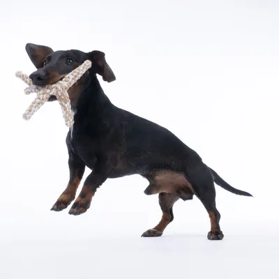 Hund spielt mit einem beige-weissen Seilspielzeug in Sternform.