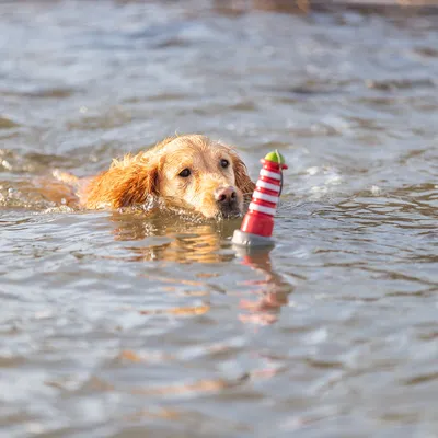 Hund schwimmt im Wasser und spielt mit einem rot-weiss gestreiften Spielzeug in Form eines Leuchtturms.