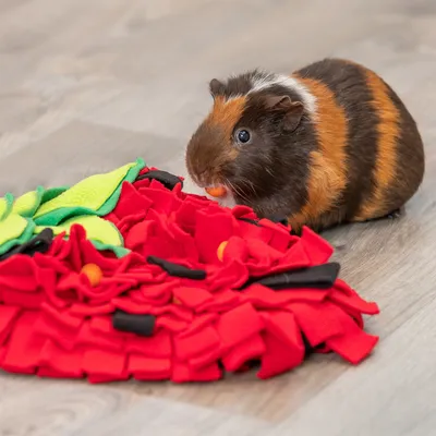 Meerschweinchen frisst aus einem roten Schnüffelteppich mit grünen und schwarzen Stoffelementen.