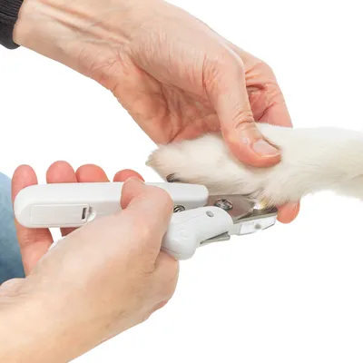 Hand hält eine weisse Krallenschere und schneidet die Krallen eines weissen Tierpfoten. Demonstration der Anwendung des Produkts.