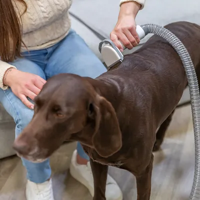 Persona usando un dispositivo de cuidado animal con manguera en un perro marrón. El dispositivo se pasa por el pelaje, visible en un entorno doméstico.