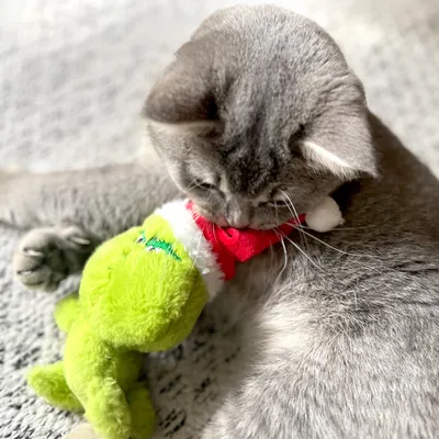 Chat gris avec un jouet en peluche verte et rouge dans la gueule, allongé sur un tapis clair. Le jouet a une texture douce et des détails brodés visibles.