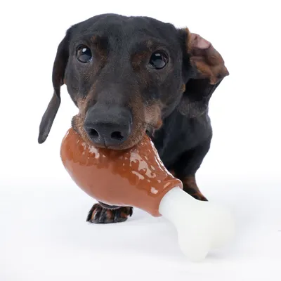 Hund med leksak i form av ett brunt och vitt ben-tuggben.