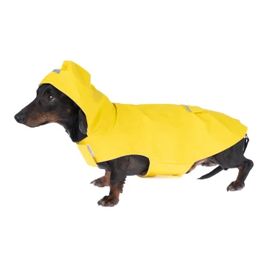 Chien portant un imperméable jaune avec capuche, vu de profil. Matière plastique visible, fermeture par scratch sur le côté.