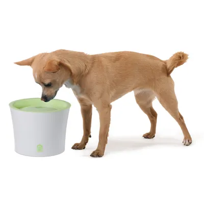 Liten ljusbrun hund dricker ur vit och grön vattenfontän av plast. Ingen synlig text eller varumärke på produkten.