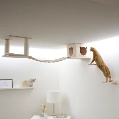 Arbre à chat mural en bois clair avec pont suspendu, cube avec ouvertures tête de chat et plateformes murales. Chat roux montant sur une étagère vers le cube.