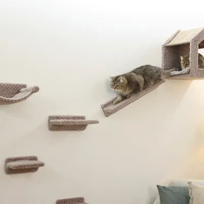 Katzenwand mit mehreren gepolsterten Plattformen und Rampe, zwei Katzen nutzen die Wand zum Klettern und Ruhen.