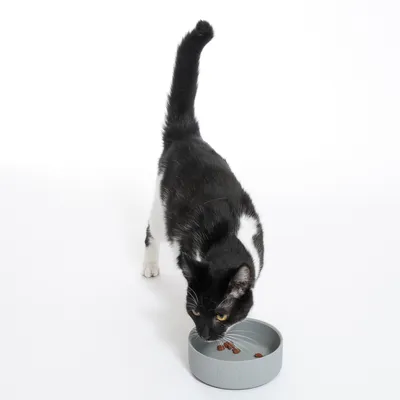 Gatto bianco e nero mangia da una ciotola grigia con pochi croccantini.