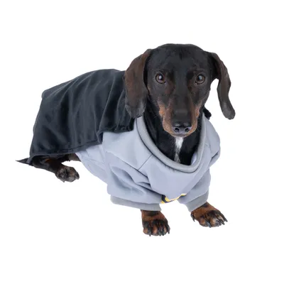 Cane con maglione grigio e mantello nero, adatto come abbigliamento o costume per pet.