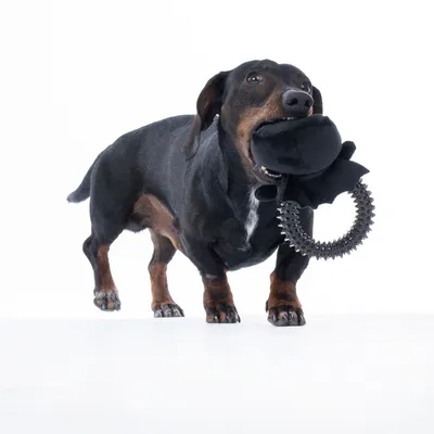 Cane che gioca con un gioco nero composto da una parte in tessuto e un anello dentellato.