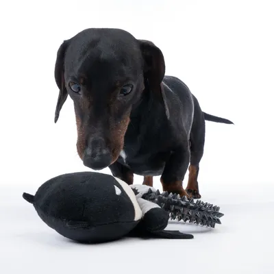 Cane nero esamina un gioco con testa in peluche e manico in plastica spinosa su sfondo bianco.