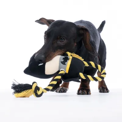 Hund leger med et sort-gult legetøj af stof og reb. Legetøjet har et dyreansigtsdesign.