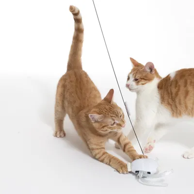 Two cats playing with a white toy on a string. Suitable for entertaining pets.