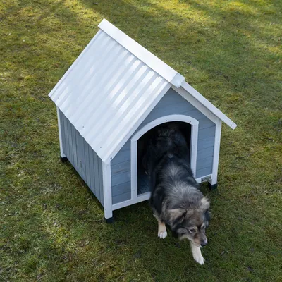Casinha de cão cinzenta com telhado branco, num relvado. Um cão de porte médio sai da casinha pela porta de entrada.