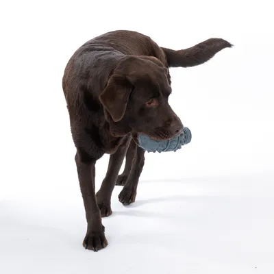 Chien marron tenant un jouet cylindrique gris en plastique dans sa gueule, sur fond blanc.