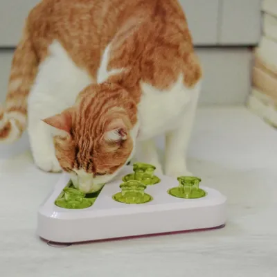 Red and white cat interacts with a white toy with green elements, used as an activity toy.