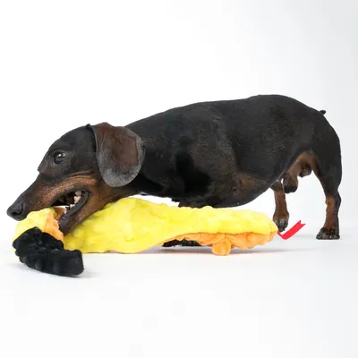 Mørkebrun hund leger med gult plyslegetøj formet som et dyr. Legetøjet har sorte og orange detaljer.