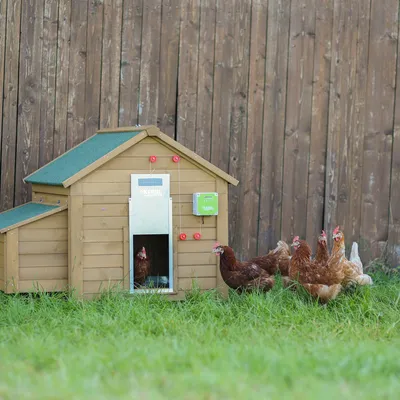 Cuibar din lemn cu acoperiș verde, control automat al ușii și găini afară. O găină este vizibilă în cuibar.