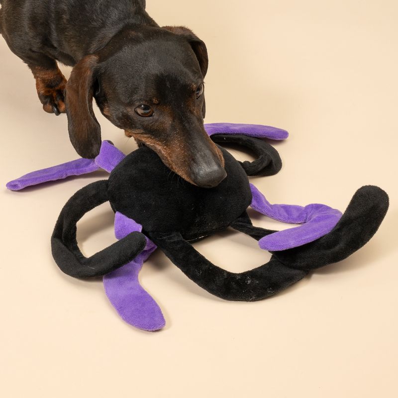 TIAKI Hundespielzeug Spinne