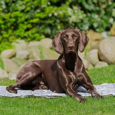 Pies leży na szarej macie w ogrodzie. Produkt przedstawia matę outdoorową dla zwierząt domowych.