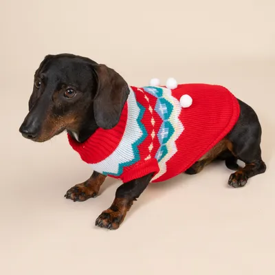 Dackel trägt roten Hundepullover mit buntem Zickzackmuster und weissen Pompons, geeignet für kalte Tage.