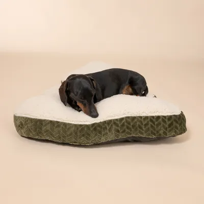 Hund liegt auf einem herzförmigen Hundebett mit weisser Plüschoberfläche und grünem Stoffrand.