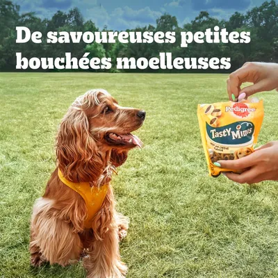 Texte : De savoureuses petites bouchées moelleuses. Paquet Pedigree Tasty Minis Beef and Cheese Flavour tenu devant un chien assis sur l’herbe.
