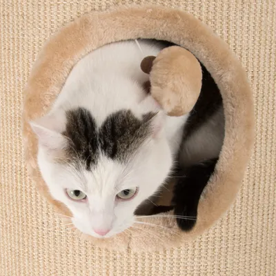 Hvid kat med mørke pletter sidder i rund åbning af kradsetræ beklædt med beige sisal og plyskant, lille plysbold på snor synlig ved siden af katten.