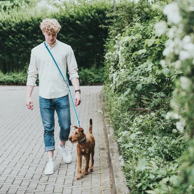 Mann führt einen Hund an einer blauen Leine auf einem gepflasterten Weg entlang grüner Hecken spazieren.
