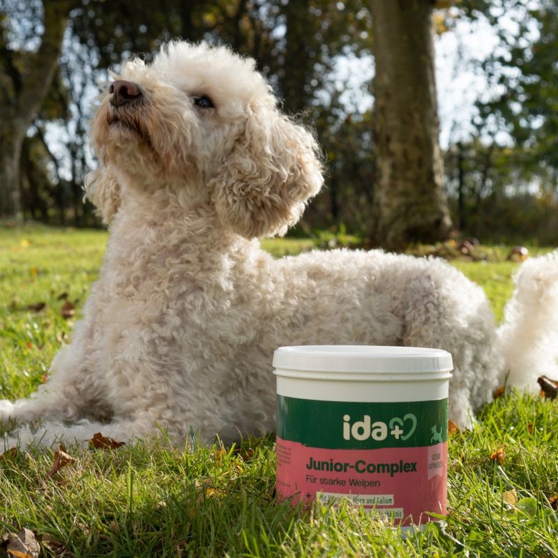 ida+ Junior-Complex, Ergänzungsfutter für starke Welpen. Sichtbare Verpackung mit grünem und rotem Design.