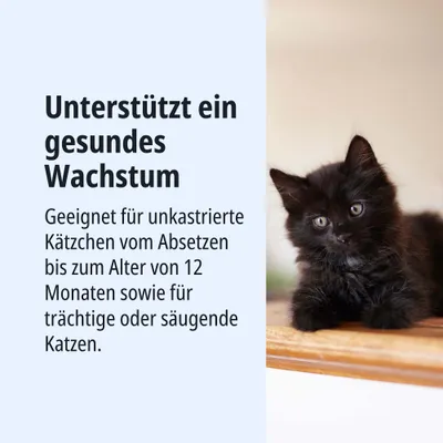 Favorise une croissance saine. Convient aux chatons non stérilisés du sevrage jusqu'à 12 mois, ainsi qu'aux chattes gestantes ou allaitantes. Favorise une croissance saine. Convient aux chatons non stérilisés du sevrage jusqu'à 12 mois, ainsi qu'aux chattes gestantes ou allaitantes.