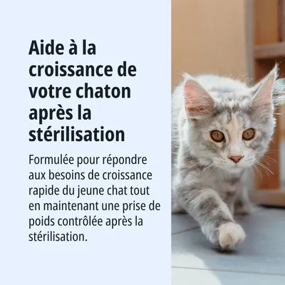 Aide à la croissance de votre chaton après la stérilisation. Conçu pour une croissance rapide et une prise de poids contrôlée après la stérilisation. Aide à la croissance de votre chaton après la stérilisation. Conçu pour une croissance rapide et une prise de poids contrôlée après la stérilisation.