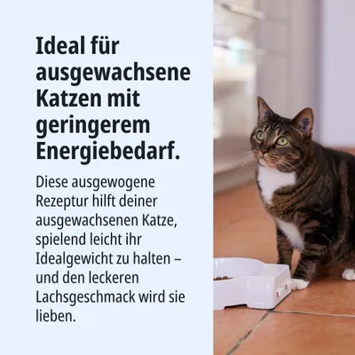 Ideal für ausgewachsene Katzen mit geringem Energiebedarf. Ausgewogene Rezeptur hilft beim Halten des Idealgewichts und bietet leckeren Lachsgeschmack. Ideal für ausgewachsene Katzen mit geringem Energiebedarf. Ausgewogene Rezeptur hilft beim Halten des Idealgewichts und bietet leckeren Lachsgeschmack.