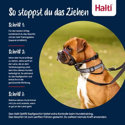 Anleitung zur Nutzung des Halti Optifit Kopfgeschirrs: Schritt 1 kombiniert mit Trainingsleine, Schritt 2 sanftes Ziehen zur Aktivierung, Schritt 3 Belohnung bei gutem Verhalten.
