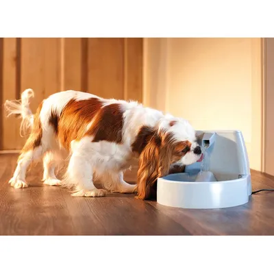 Câine bea apă dintr-o fântână automată de culoare gri deschis, amplasată pe podea din lemn într-o cameră luminată.