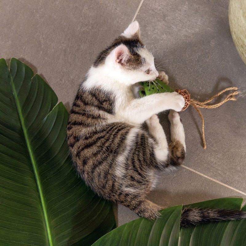 beeztees Katzenspielzeug Dschungel Raddi
