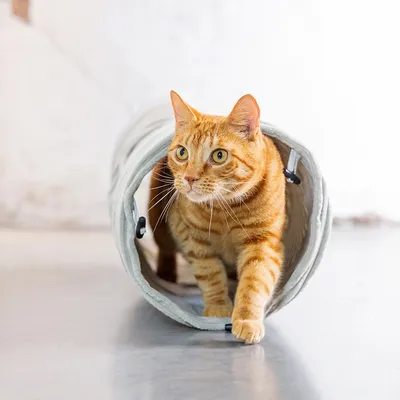 Designed by Lotte Tunnel per gatti