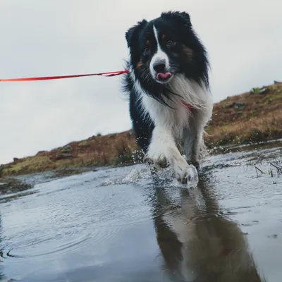 Ruffwear Front Range szelki dla psa, Blaze Orange