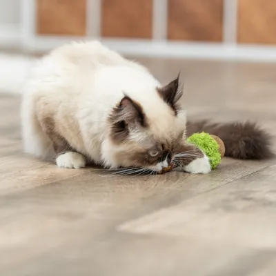 Trixie Gioco per gatti Matatabi Lollipop XXL