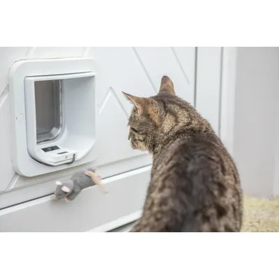 Katzentür mit elektronischem Sensor, Katze davor und ein graues Stoffspielzeug in der Nähe des Eingangs. Katzentür mit elektronischem Sensor, Katze davor und ein graues Stoffspielzeug in der Nähe des Eingangs.