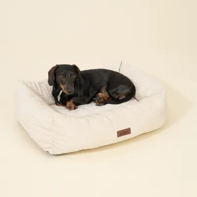 Hund liegt auf beigem Hundebett mit sichtbarem Modern Living Label. Produkt zeigt Nutzung des Bettes.