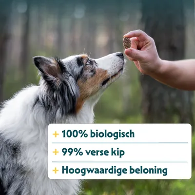 Hand houdt een snack voor de hond. Tekst: 100% biologisch, 99% verse kip, hoogwaardige beloning. Hand houdt een snack voor de hond. Tekst: 100% biologisch, 99% verse kip, hoogwaardige beloning.