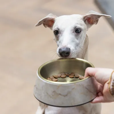 Hund schaut auf einen Futternapf mit Trockenfutter, der von einer Hand gehalten wird.