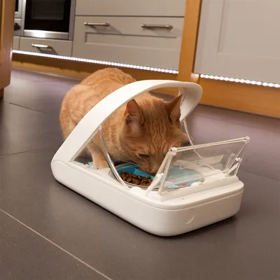 Automatischer Futterspender mit transparentem Deckel, Katze frisst Trockenfutter aus blauem Behälter. Geeignet für kontrollierte Fütterung.