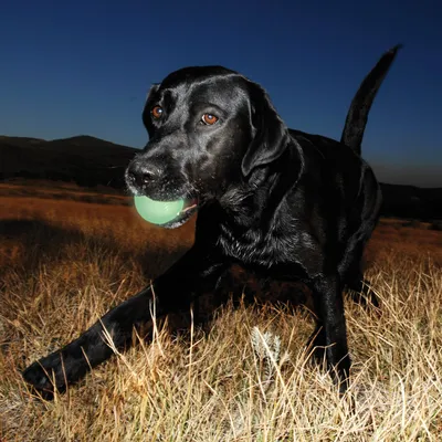 Zwarte hond met een groene bal in de bek, lopend door droog grasveld bij schemering.