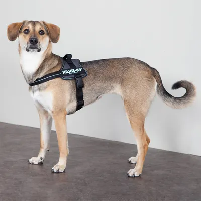 Dog with Julius-K9 harness, black design with side lettering. Adjustable straps and ergonomic fit visible.