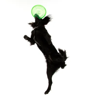 Sort hund springer og fanger grøn frisbee i luften.